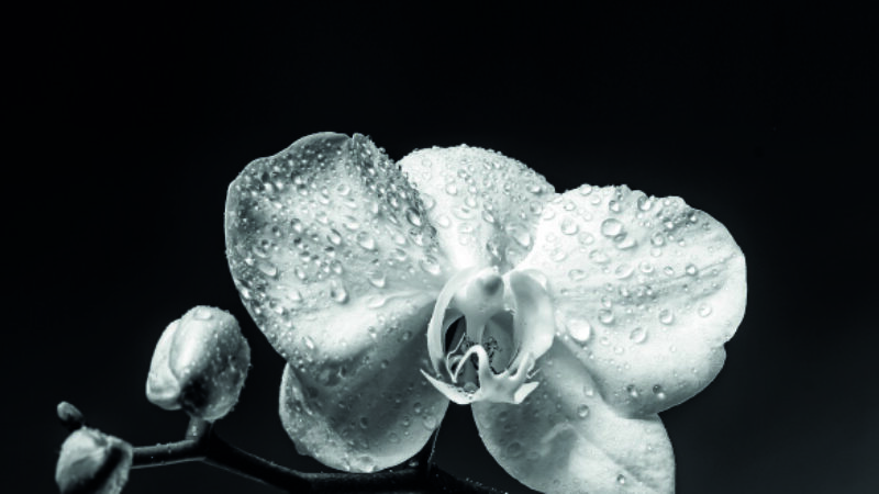 White Phalenopsis