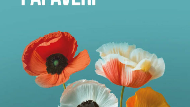 Il colore dei papaveri