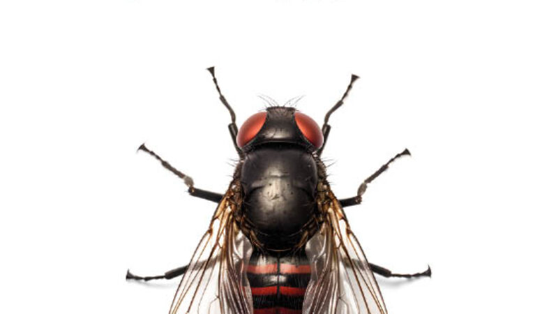 Diario di una mosca